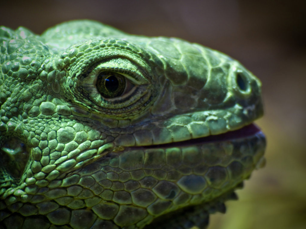 Close-up-of-green-iguana-at-Colchester-Zoo