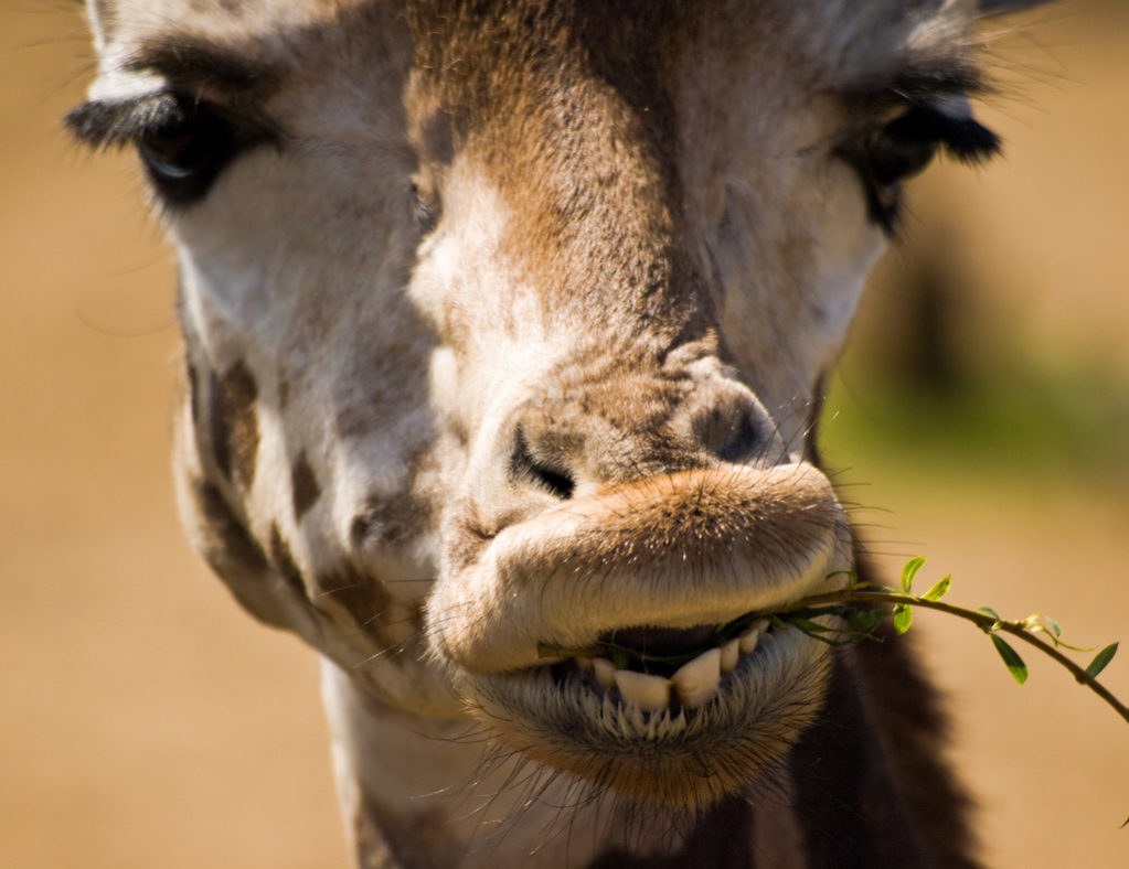 Portrait-of-a-giraffe-eating-leaves-at-London-Zoo